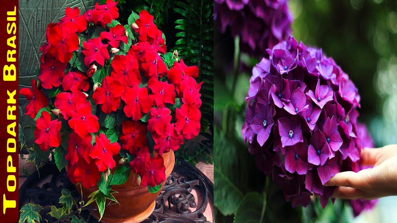 10 Flores que Crescem na Sombra