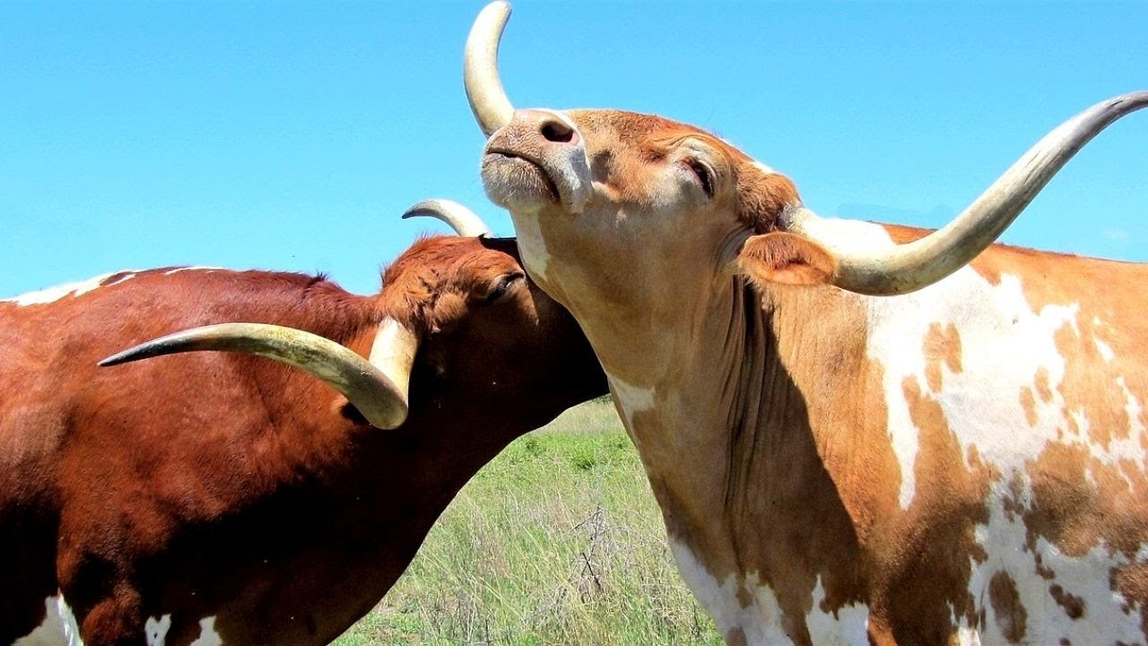 Ouça o SOM DO BOI | Bois berrando ((BELAS IMAGENS))
