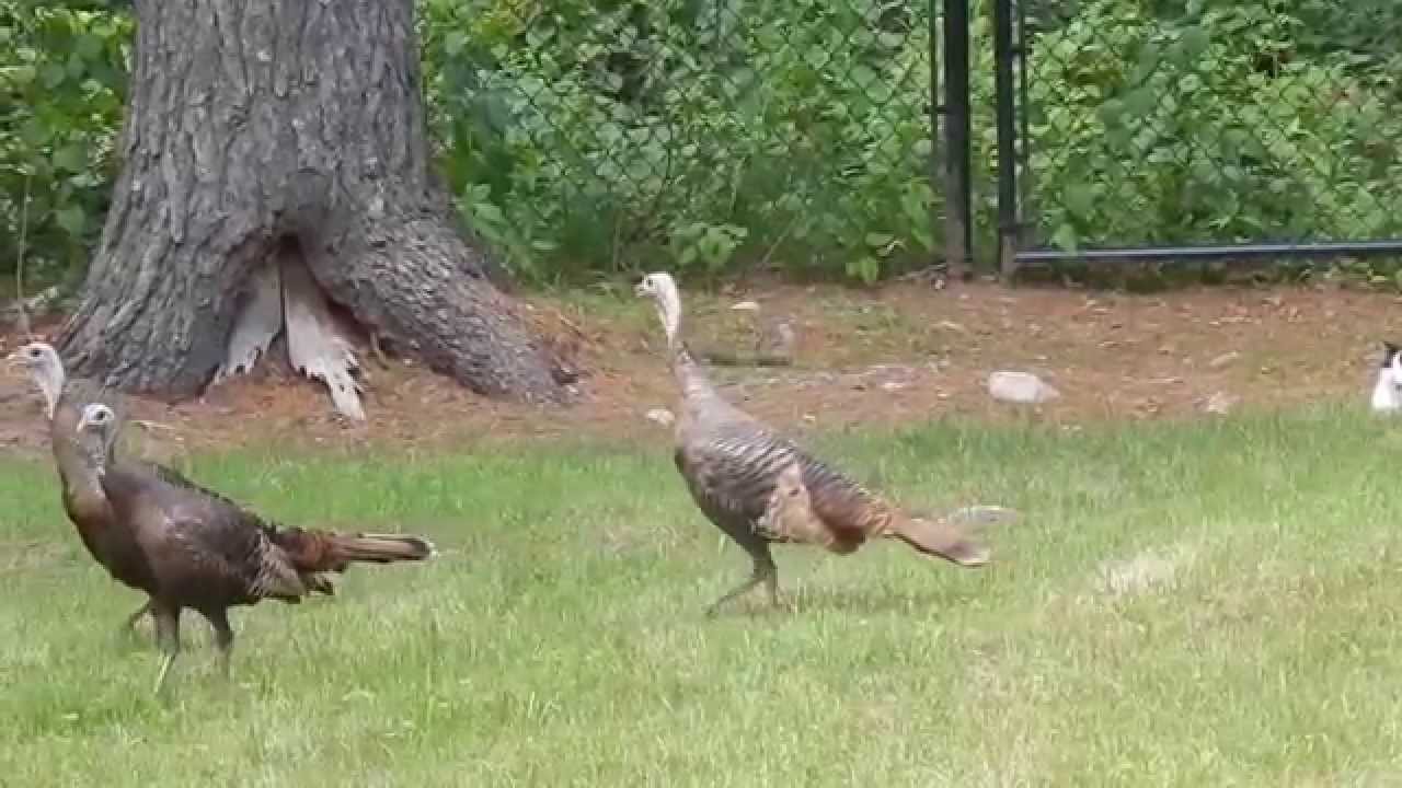 Cats chasing Turkeys