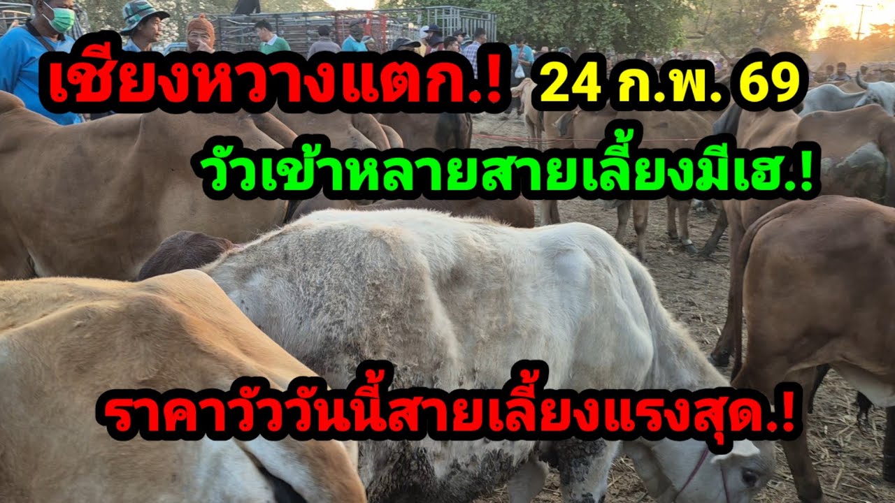 ราคาวัววันนี้ 24 ก.พ. 69 ตลาดนัดบ้านเชียงหวาง จ.ยโสธร#เปิดราคาวัวงามน่าซื้อ#ซื้อขายวัวสวยน่าเลี้ยง