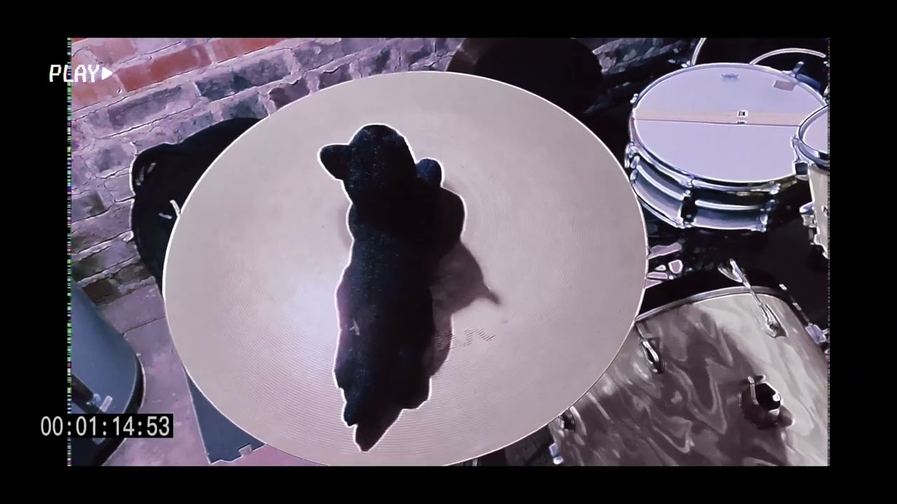The Laughing Chimes - Cats Go Car Watching (Official Video)