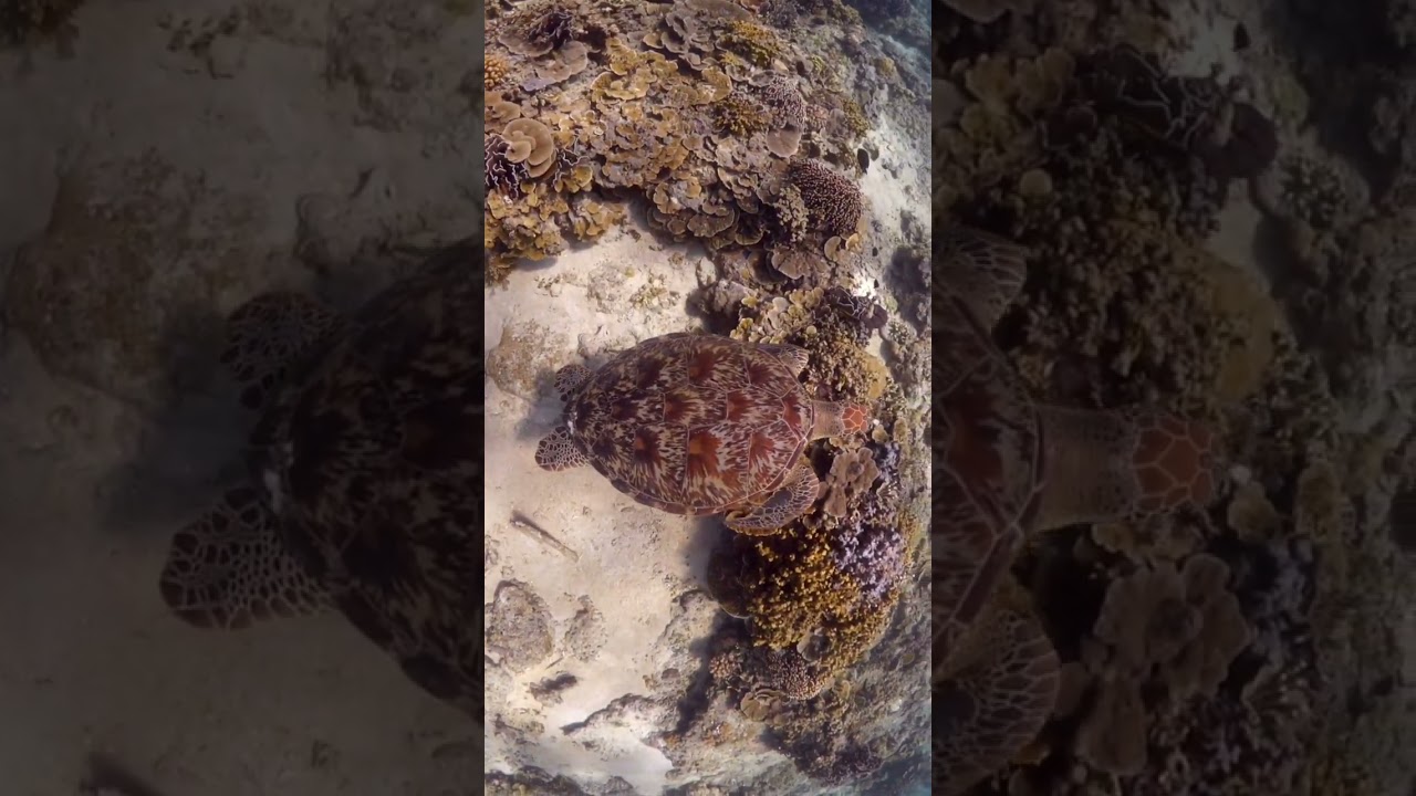 Swimming with Turtles in Vibrant Coral Reefs