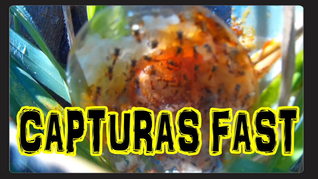 As Capturas! Abelhas Jataí Tetragonisca Angustula.