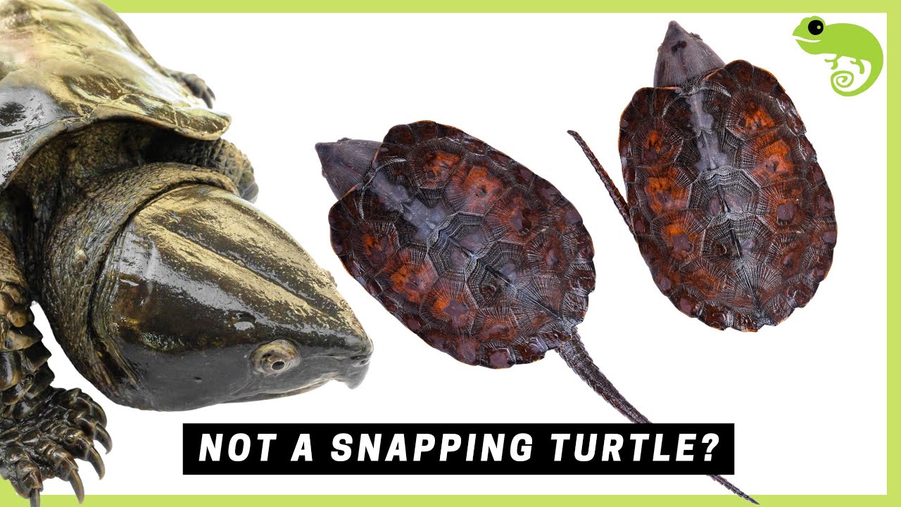 All 14 Families of Turtles & How They Are Related