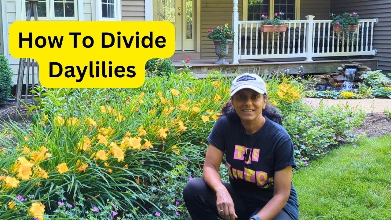 How To Divide Daylilies | Propagate Hemerocallis