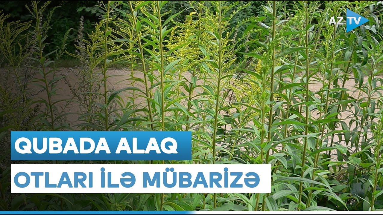 Alaq otları ilə mübarizə hansı cür aparılmalıdır?