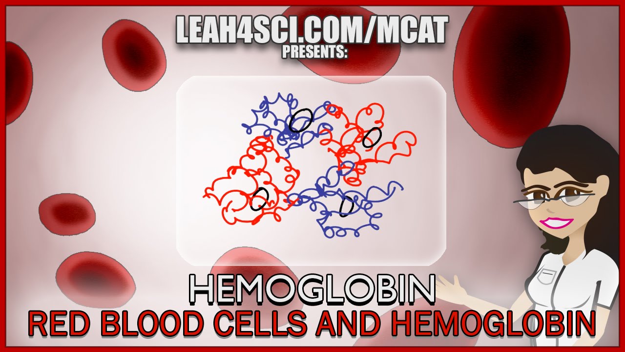Hemoglobin Oxygen Binding and Red Blood Cells MCAT tutorial Part 1