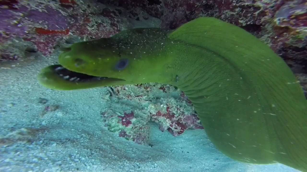 Sea Camp | Pigeon Key