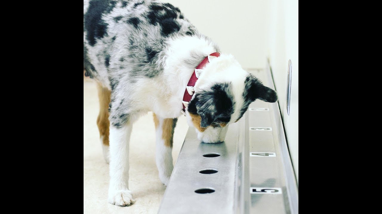 Operant Conditioning Explained