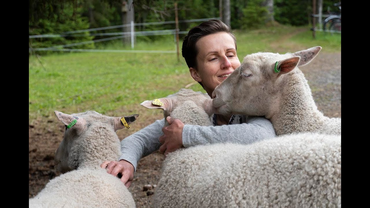 Haaveiletko kesälampaista?