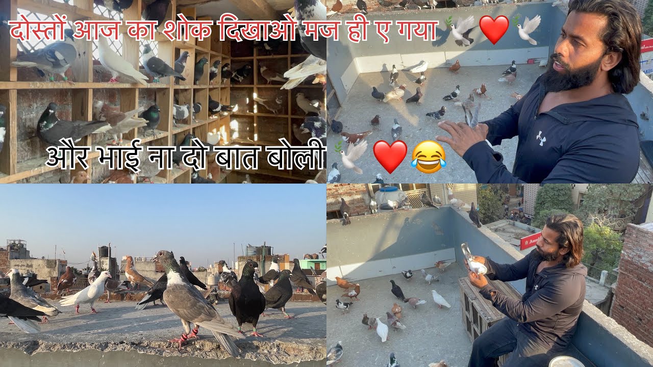दोस्तों आज का शोक देखा लो ❤️🕊️❤️❤️#trending #viralvideo #youtubevideo #kabutarandekabdetehain 