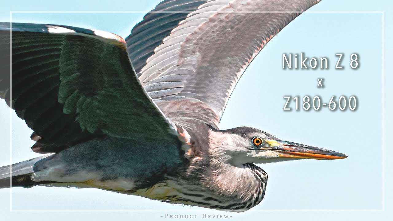 【作例大量】待望のNIKKOR Z 180-600mm f/5.6-6.3 VRで鳥を追ってみた！画面録画あり！