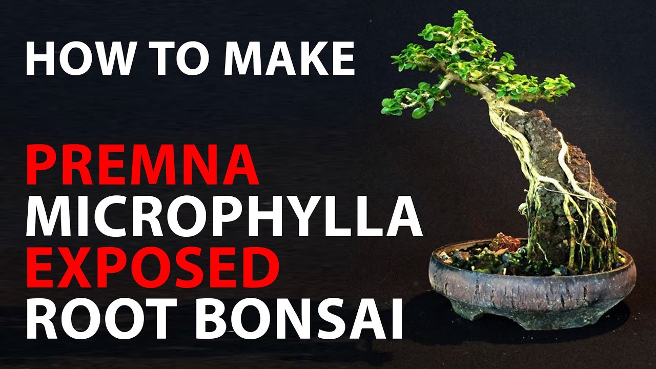 how to make Premna microphylla exposed root bonsai ?