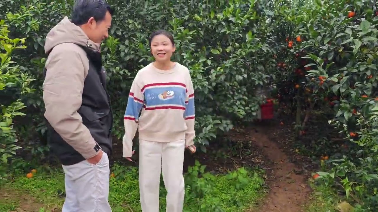 小七和小勇天天形影不离，彼此相互扶持，婚后两人的感情稳如磐石 #记录我的农村生活日常 #武鸣沃柑之乡 #果农种植不易 #农村创业小夫妻 #加油年轻人💪