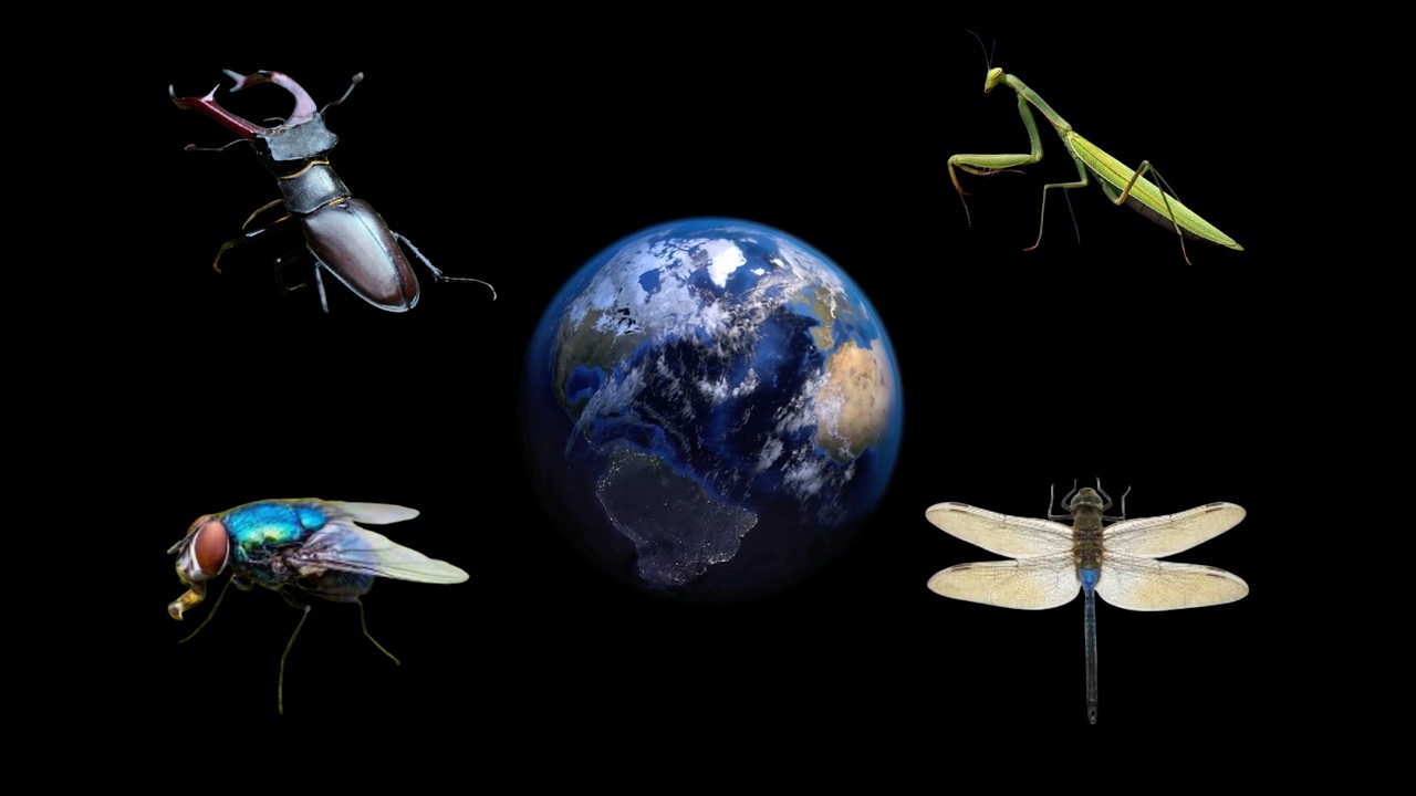 Insect Orders Explained