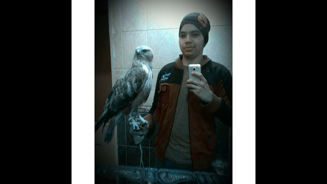 الحوامات ( buzzard )