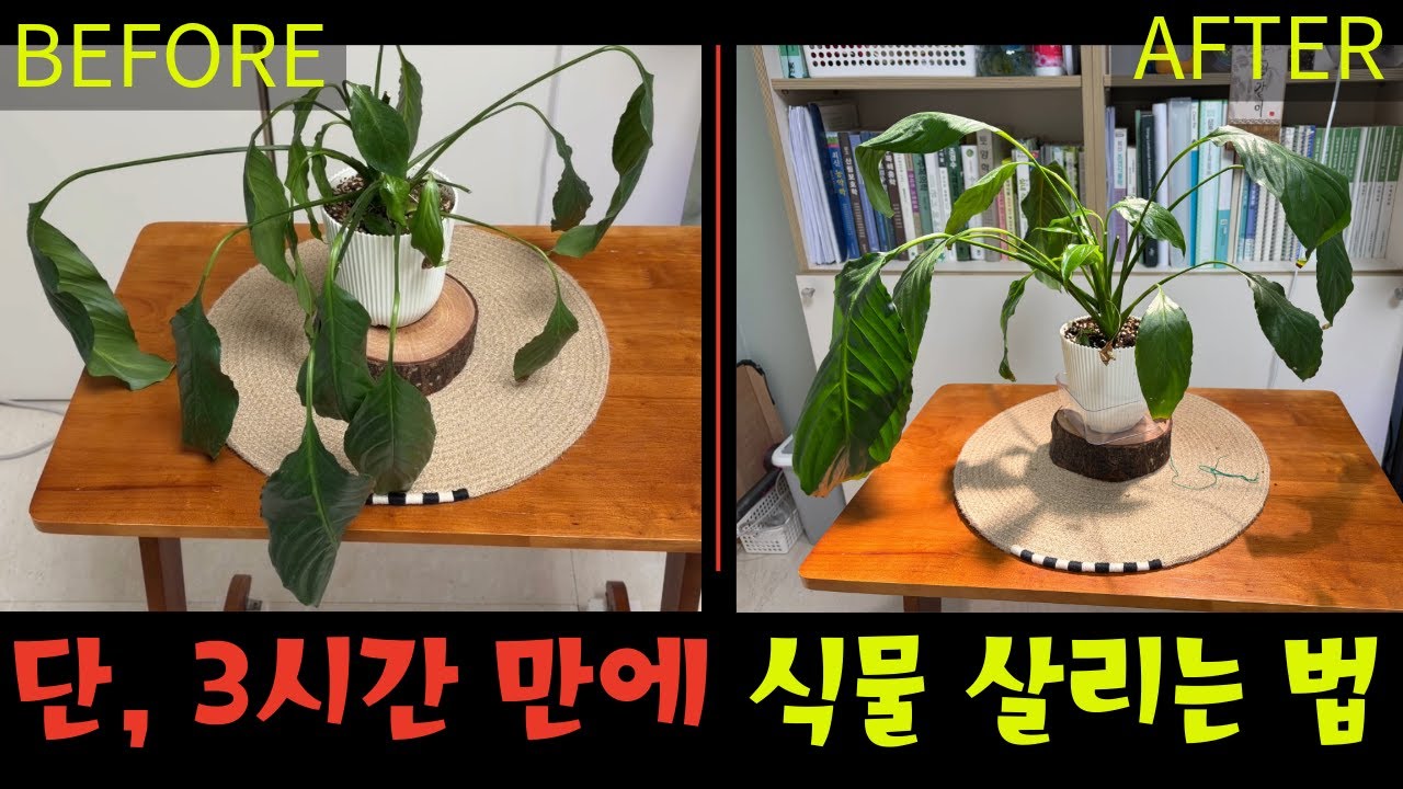 나무의사가 알려주는 죽어가는 식물, 단 3시간 만에 되살리는 법
