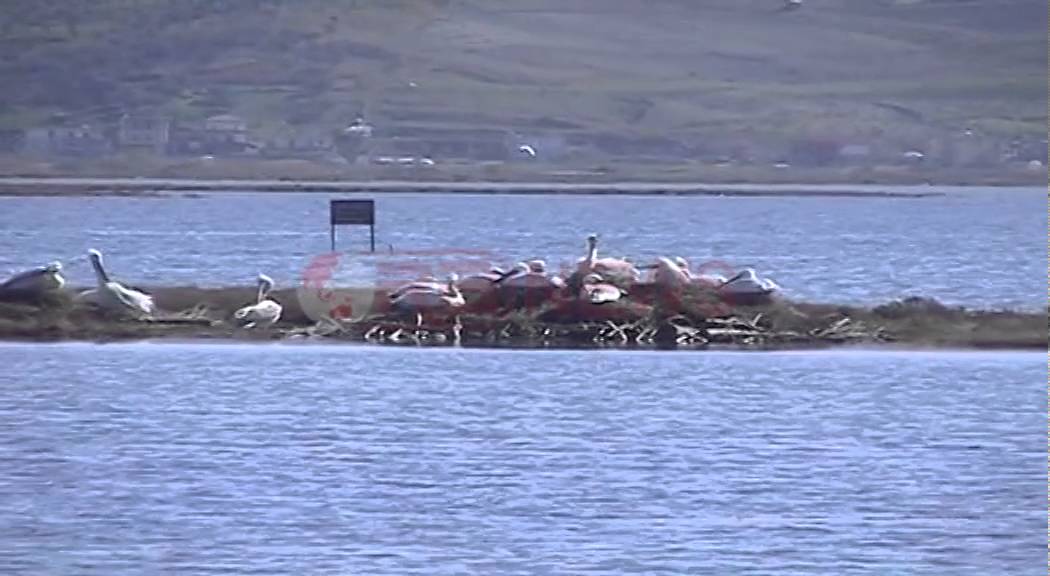 Pelikani Kaçurrel, specia e rrallë në Lagunën e Karavastasë në Divjakë - Ora News