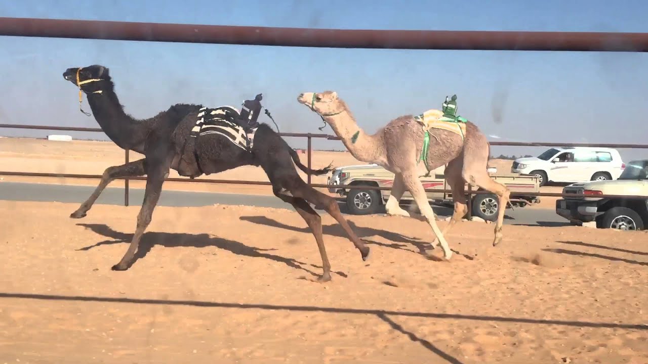 عنتر/ سالم مبروك الرشيدي