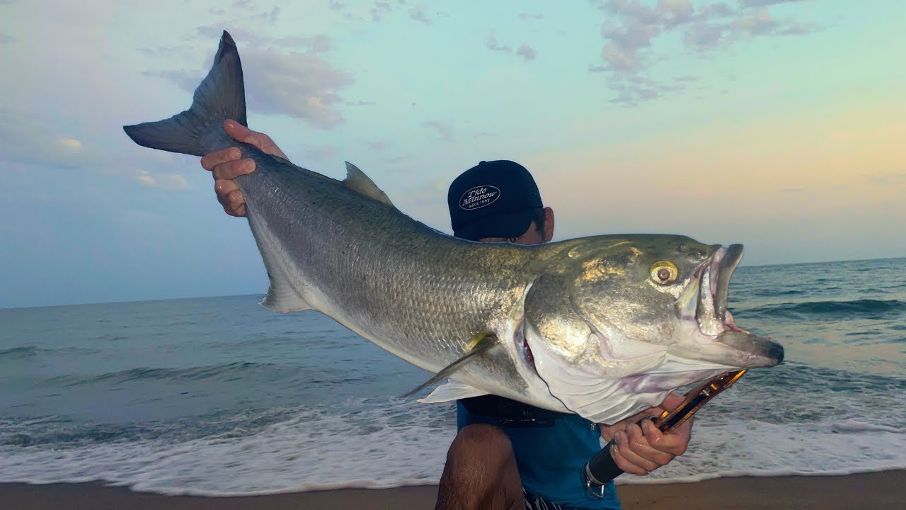 BIG LURE, MONSTER FISH.pesca di un grande pesce serra dalla spiaggia.