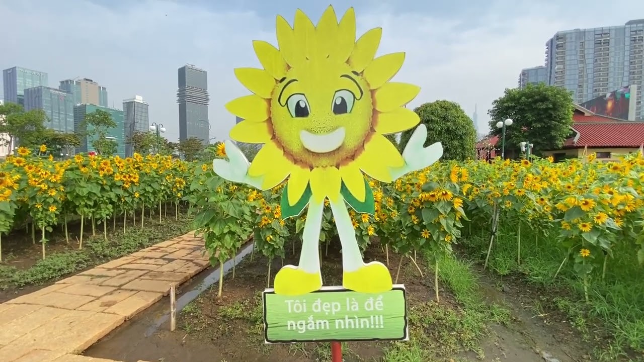 TẠI THỦ THIÊM CÓ KHU VƯỜN BÔNG HƯỚNG HƯƠNG ĐANG NỞ RỘ, LÀ NƠI CHỤP HÌNH THIỆT LÀ ĐẸP.