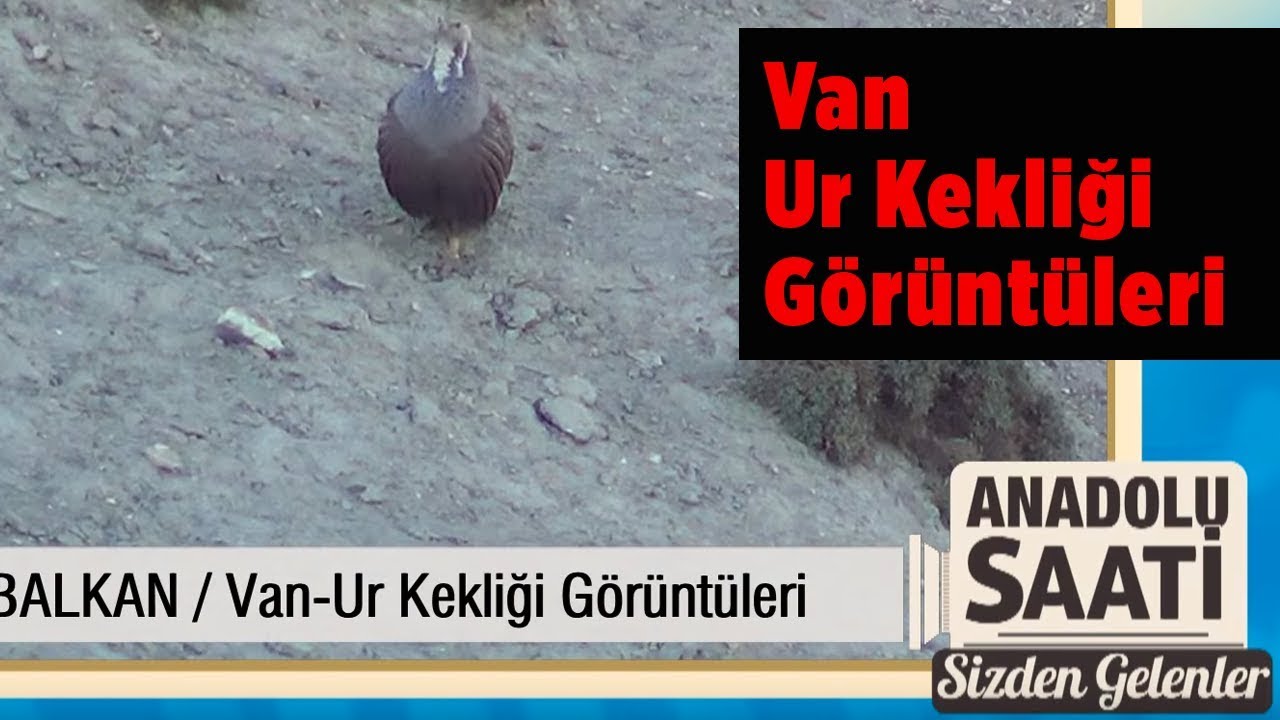 Van Ur Kekliği Anadolu Saati Sizden Gelenler Aplarslan Balkan Yaban Tv