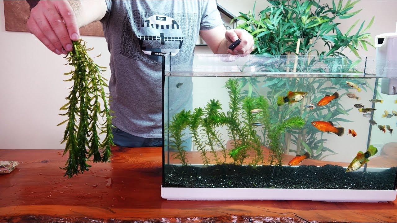 Elodea Bitkisi - Bitkili Lepistes Tetra Akvaryumu