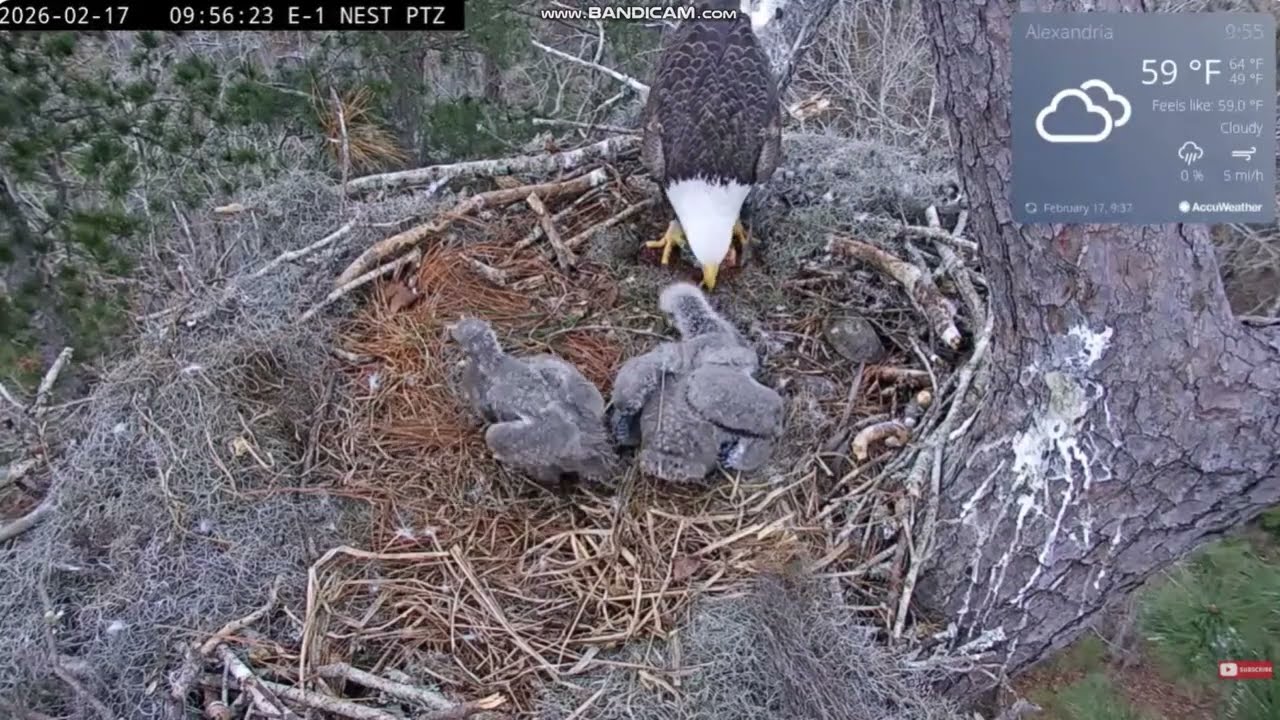 KNF Bald Eagle E1- bieliki  -  Louis II z dostawami 🐟🐟 karmi Roux & Gumbo, Anna II kończy 2026 02 17