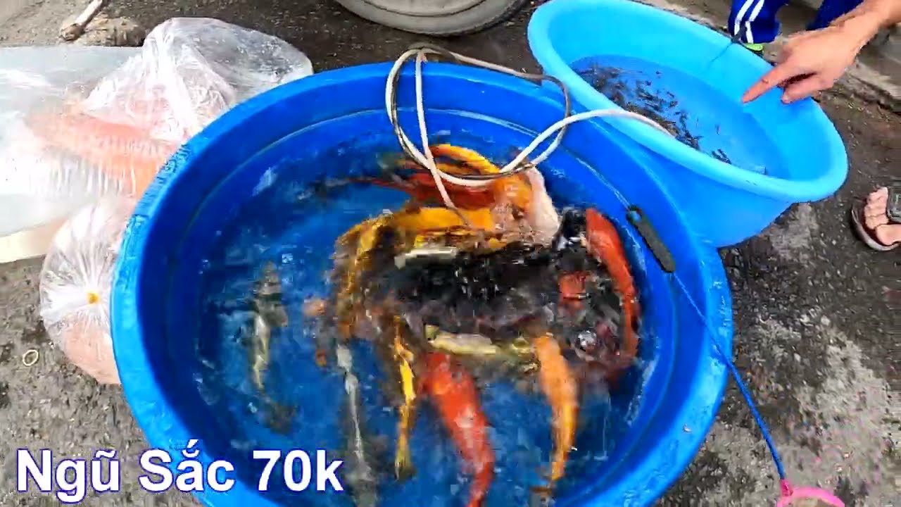Tham Quan Phiên Chợ Bán Cá Cảnh Dạo Rất Nổi Tiếng & Sự Thật Thú Vị Khi Đi Mua Cá Cảnh Ở Đây