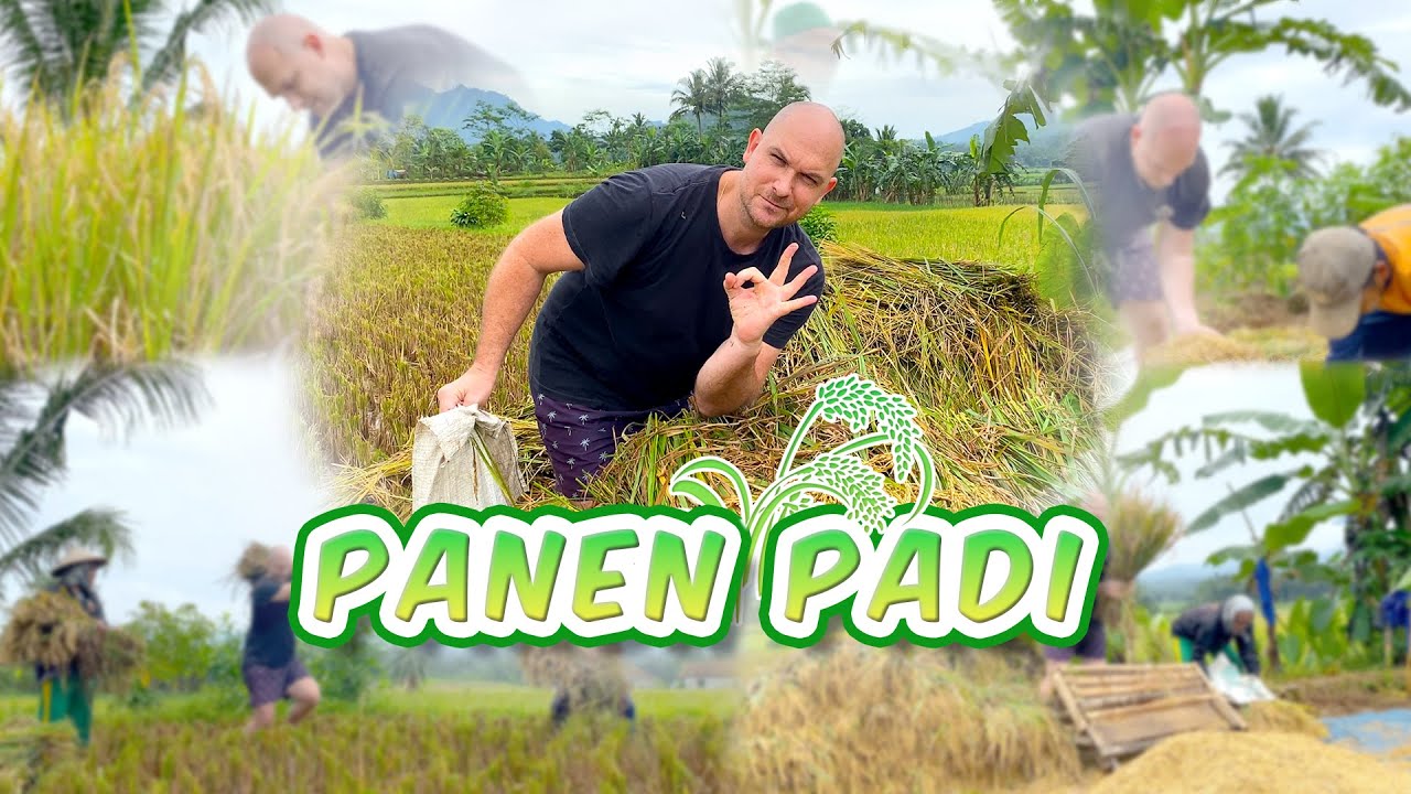 Bapak bule ikut panen padi di kampung Banten, bersama para pahlawan pangan :)