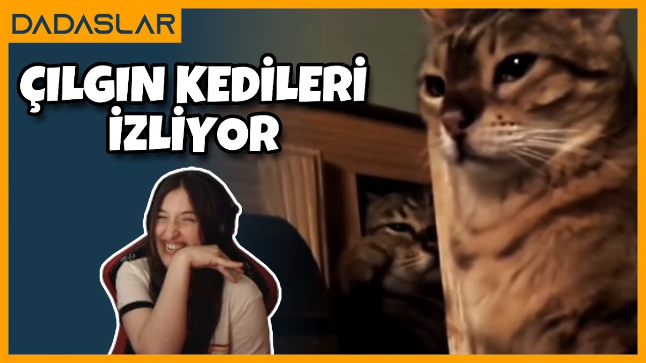 Pqueen - Çılgın Kedileri İzliyor !