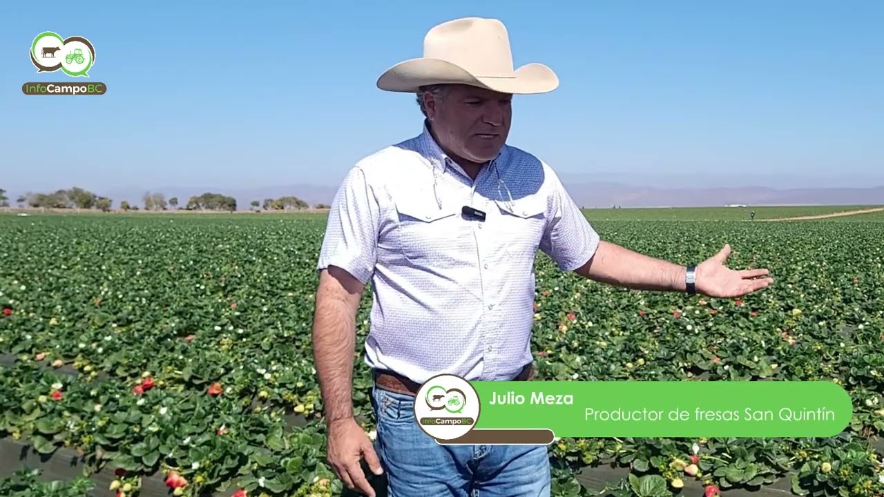 JM  Fresas San Quintín BC