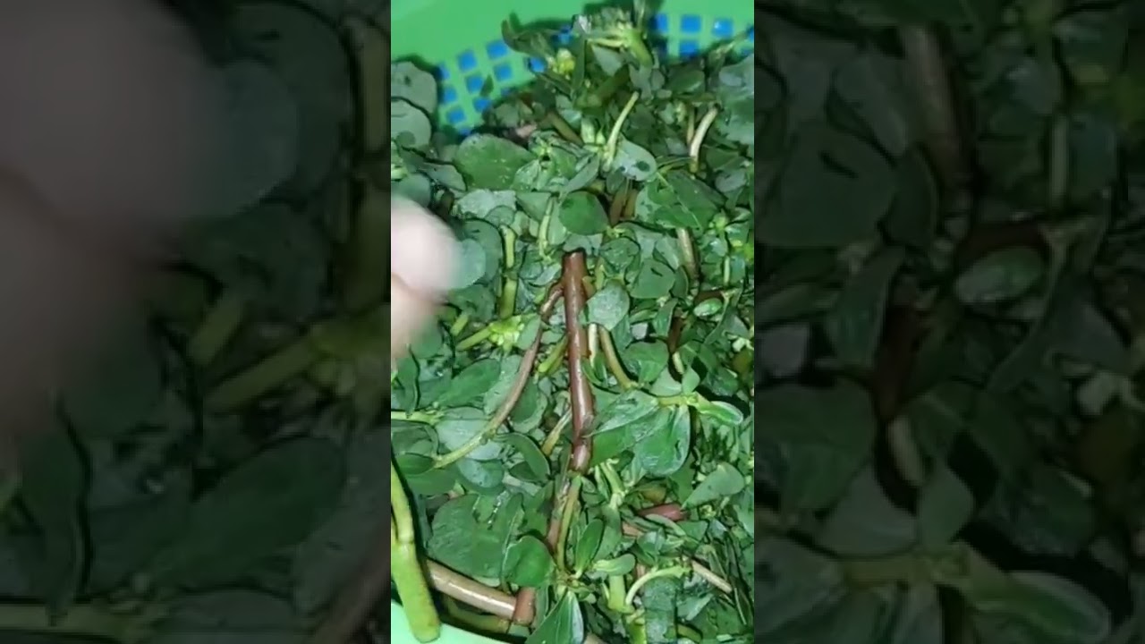 وصفه طريقه عمل الرجلة بالارز سهله وسريعه والطعم خطيره
