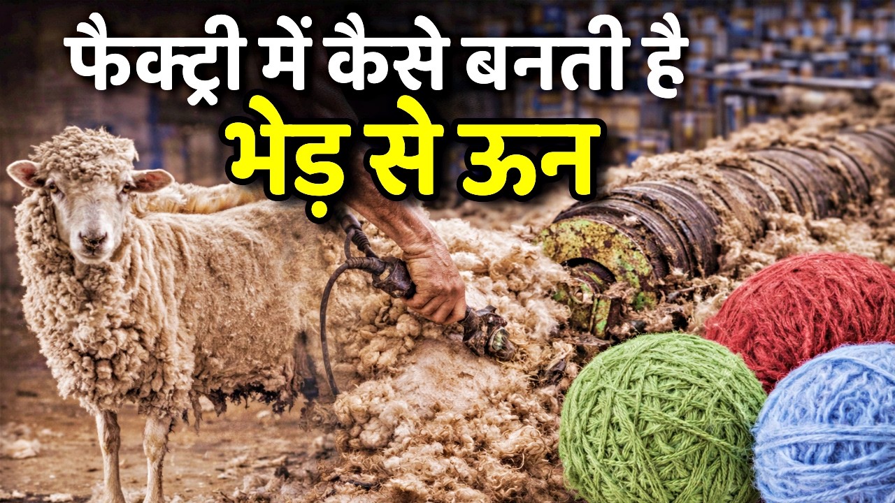 How Wool is Made from Sheep | Real Factory Process 🐑