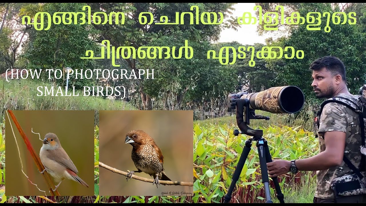 For beginners Tutorial -How to photograph small birds easily.ചെറിയ പക്ഷികളെ എങ്ങനെ ഫോട്ടോ എടുക്കാം.