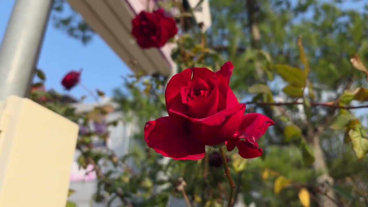 장미꽃🌺#가을에 예쁜장미가#빨간장미#예쁜꽃#화려한꽃#가을#월계화#큰장미