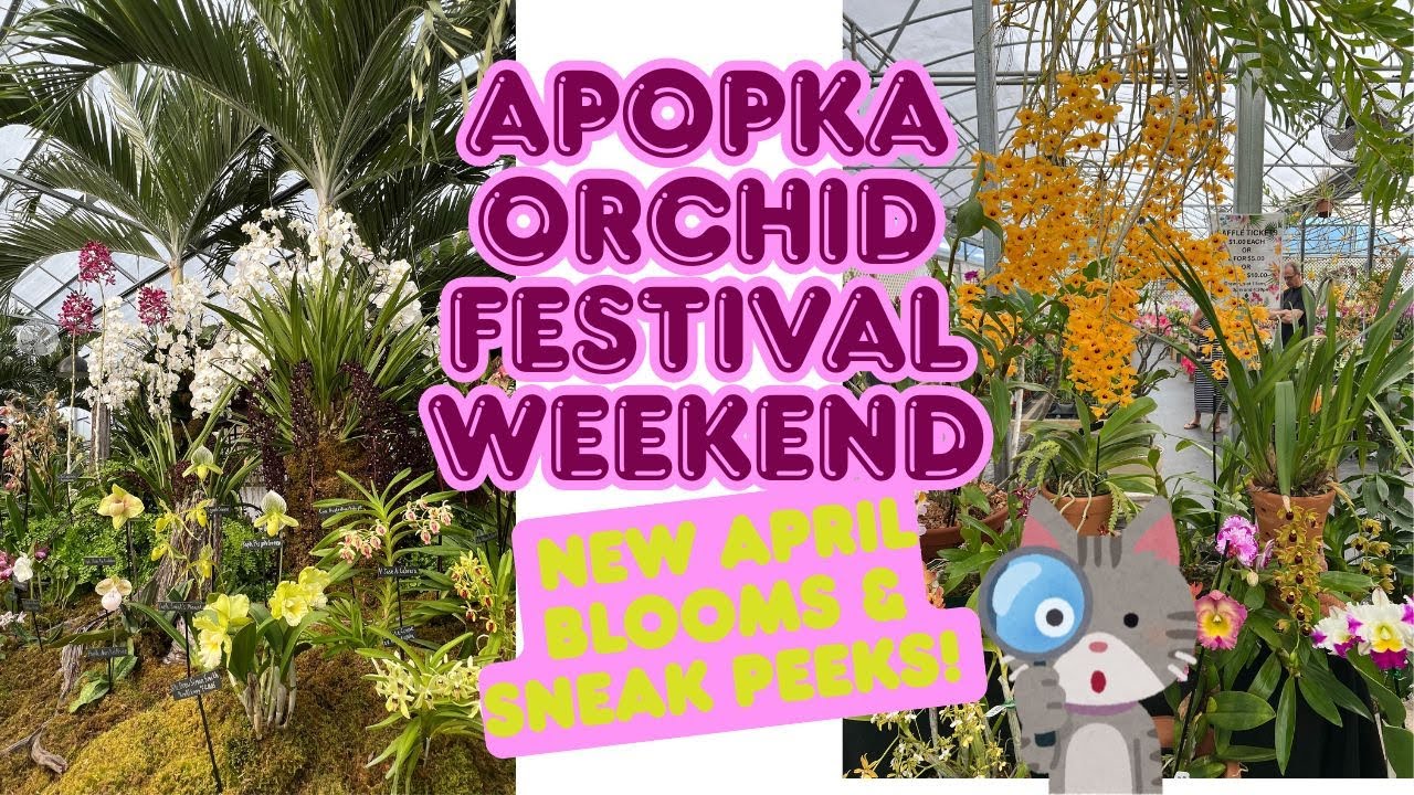Apopka Spring 🌸 Orchid Festivals 2025 | April Blooms & What’s Coming!