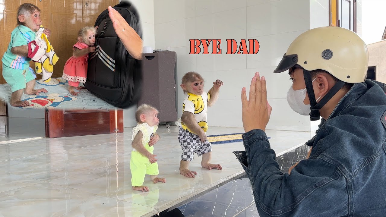 So touching! Monkey SinSin and ZiZi have a special action when they don't want Dad to go far away