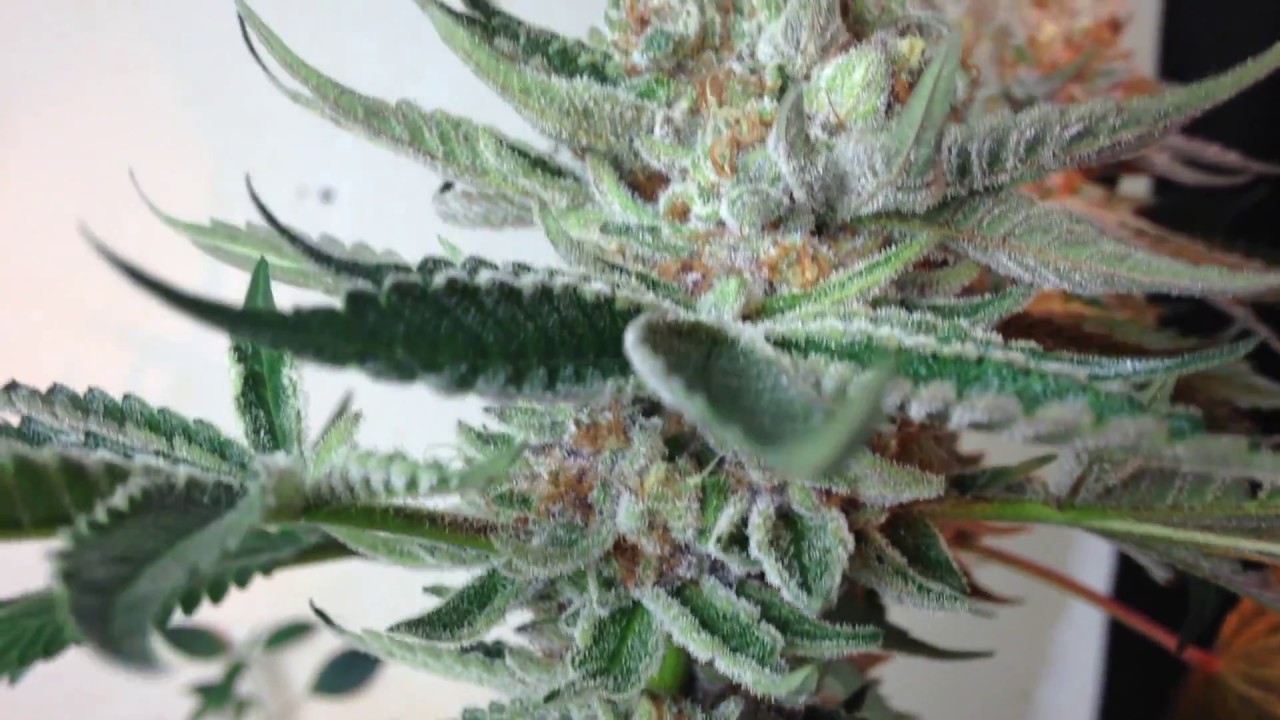 Red Velvet Cookies (Kushy Purple pheno)