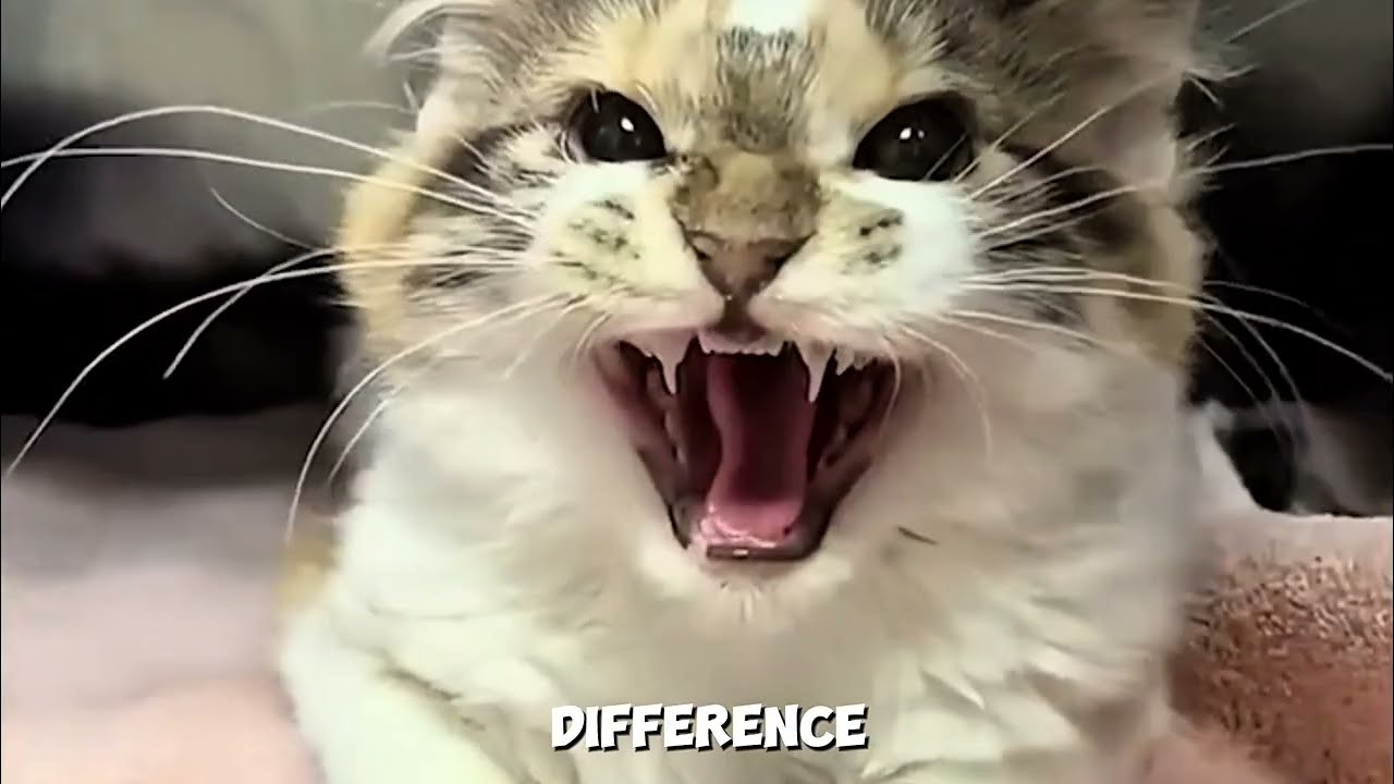 Mistakes Every CAT Parent Makes