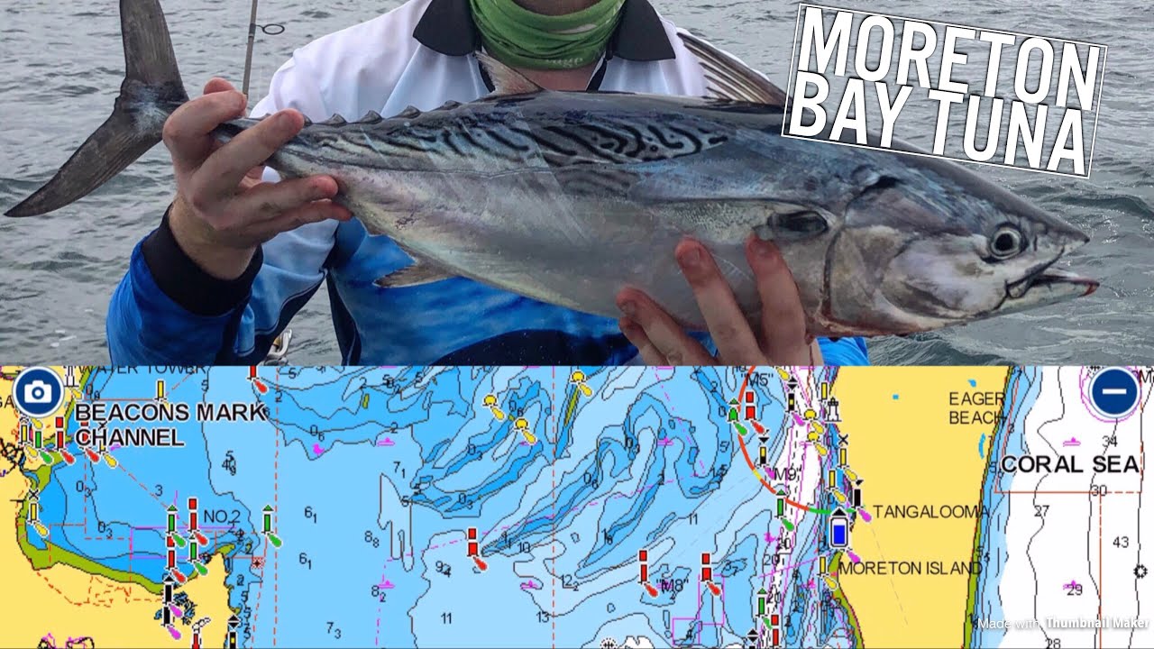 How To Target Moreton Bay Tuna - A beginners guide