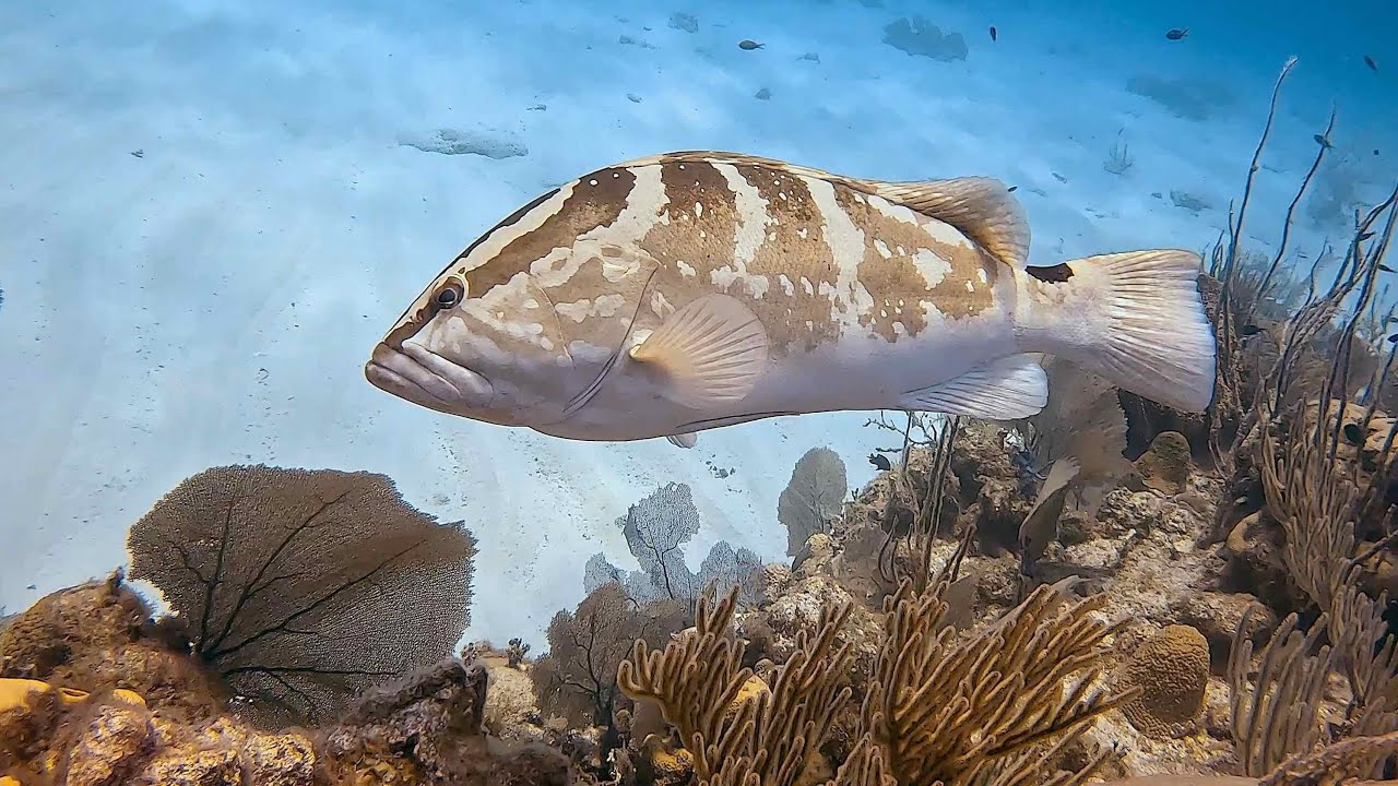 Little Cayman & Cayman Brac 2024
