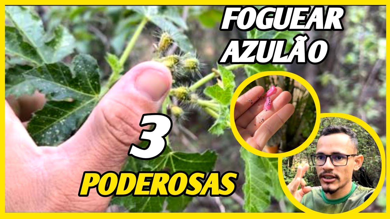3 tipos de sementes poderosas pra foguear azulao frio gelado rápido