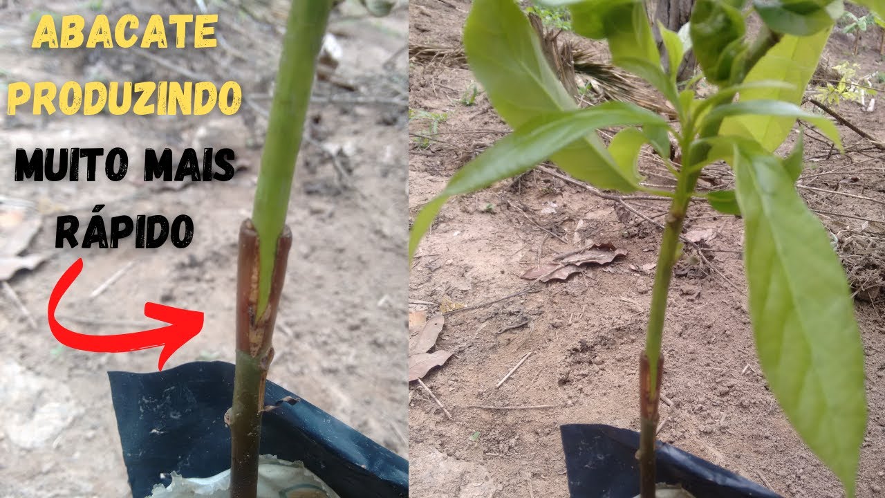 Como fazer enxertia em pé de abacate