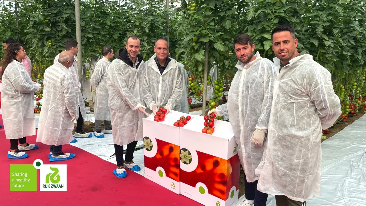 Rijk Zwaan Ibérica muestra en Níjar todos sus tomates con resistencia al virus del rugoso