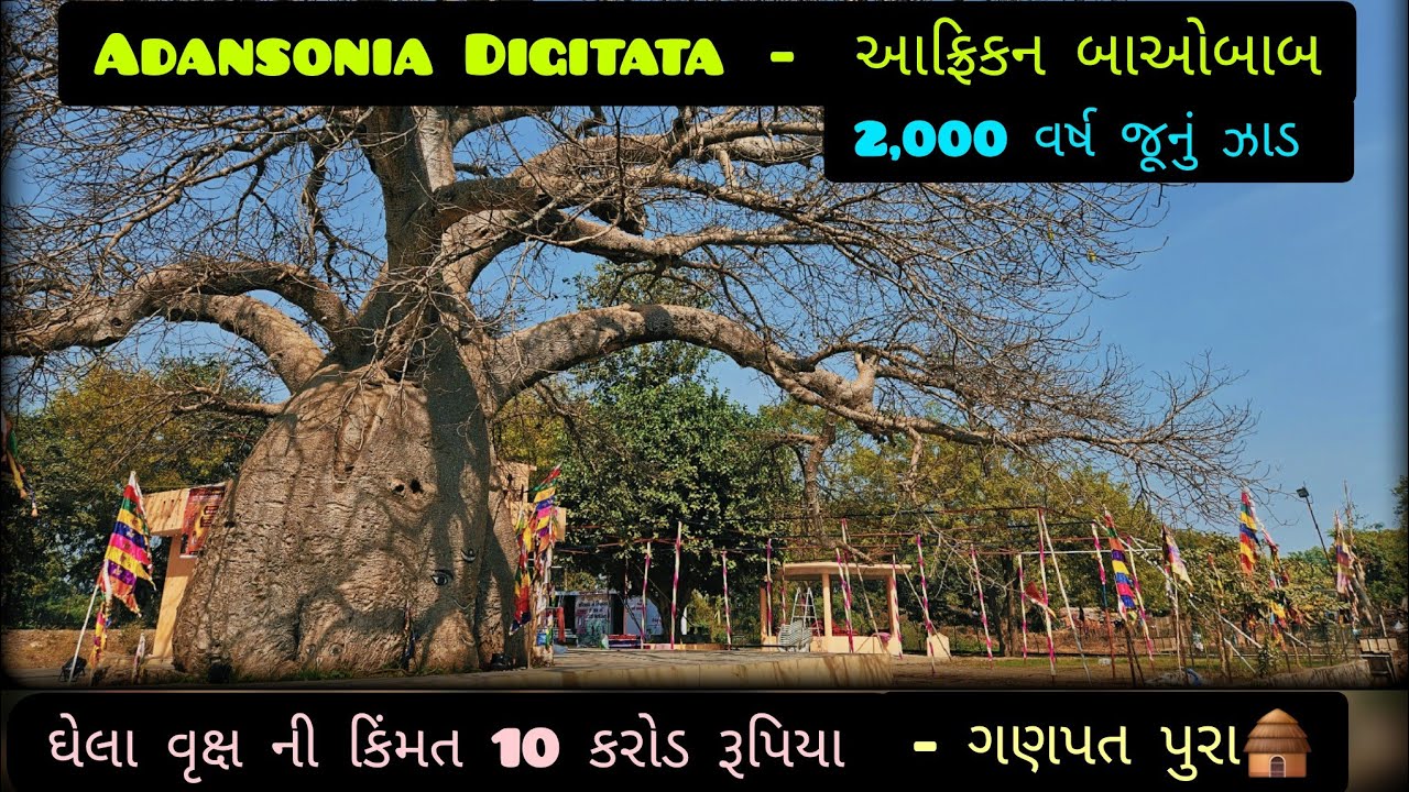 Baobab tree in gujarat ઘેલું ઝાડ એડન્સોનિયા ડિજિટાટા આફ્રિકન બાઓબાબ #2025 #adonsoniadigitata