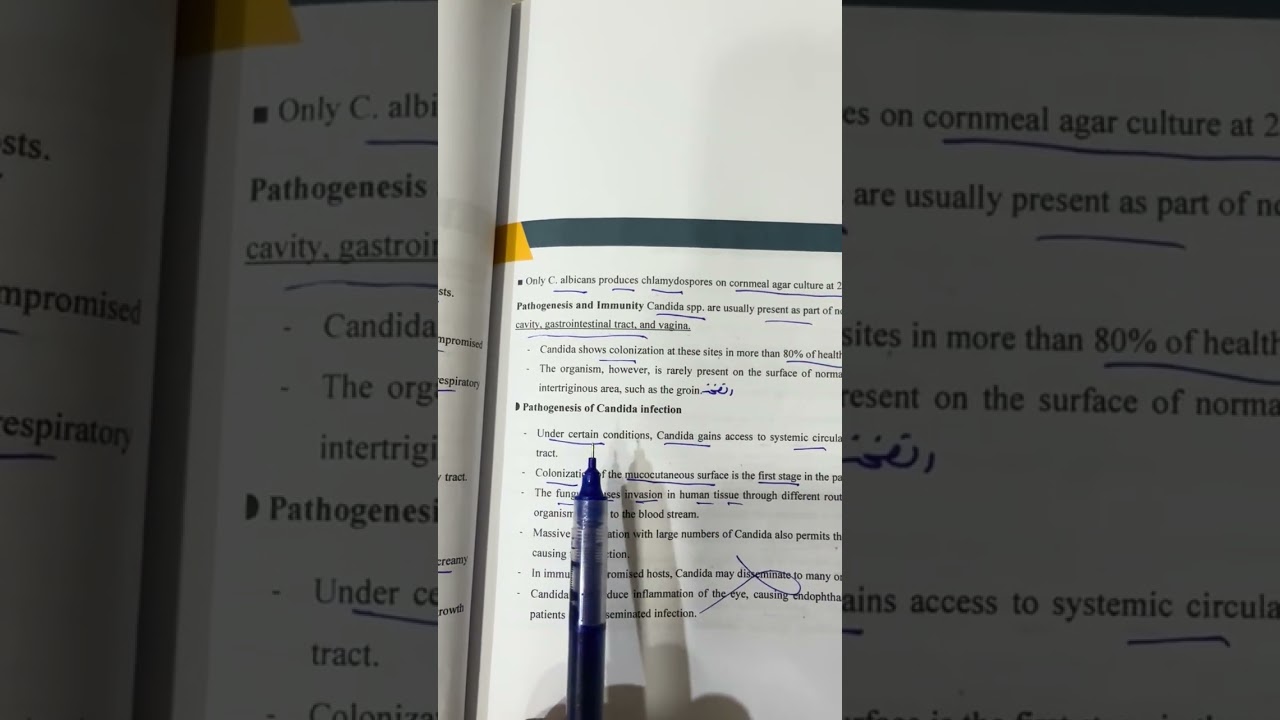 شرح محاضرة الفطريات ال 12 مرحلة ثالثة مختبرات طبية وزاري ٢٠٢٦ /الاستاذ مسلم عقيل 