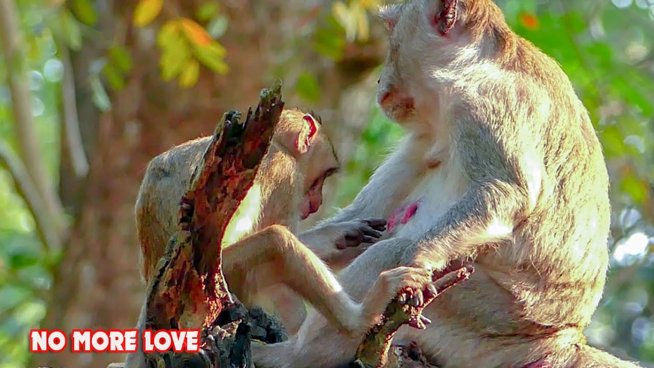 Funny little monkey Janna try to comfort mum to get milk, Look like Jane don't want to nurse Janna