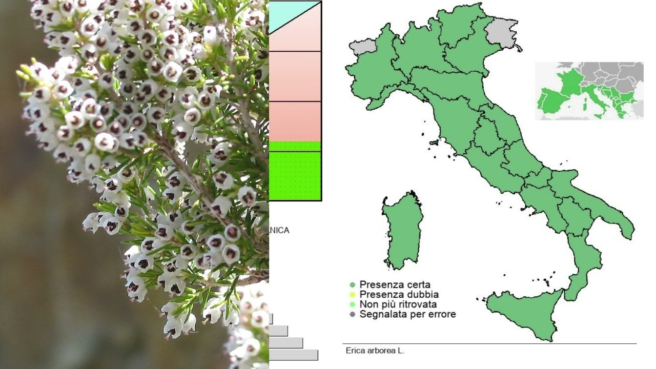 Erica arborea