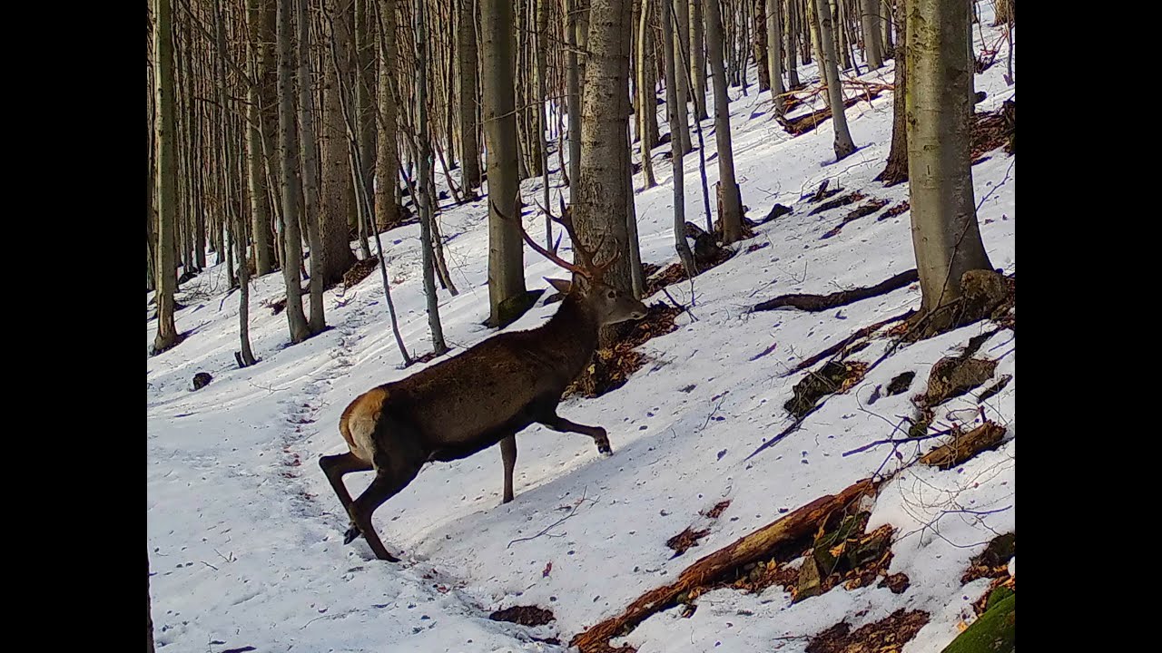 Zhody , Zrzuty 2021 , Palchi di cervo , shed hunting